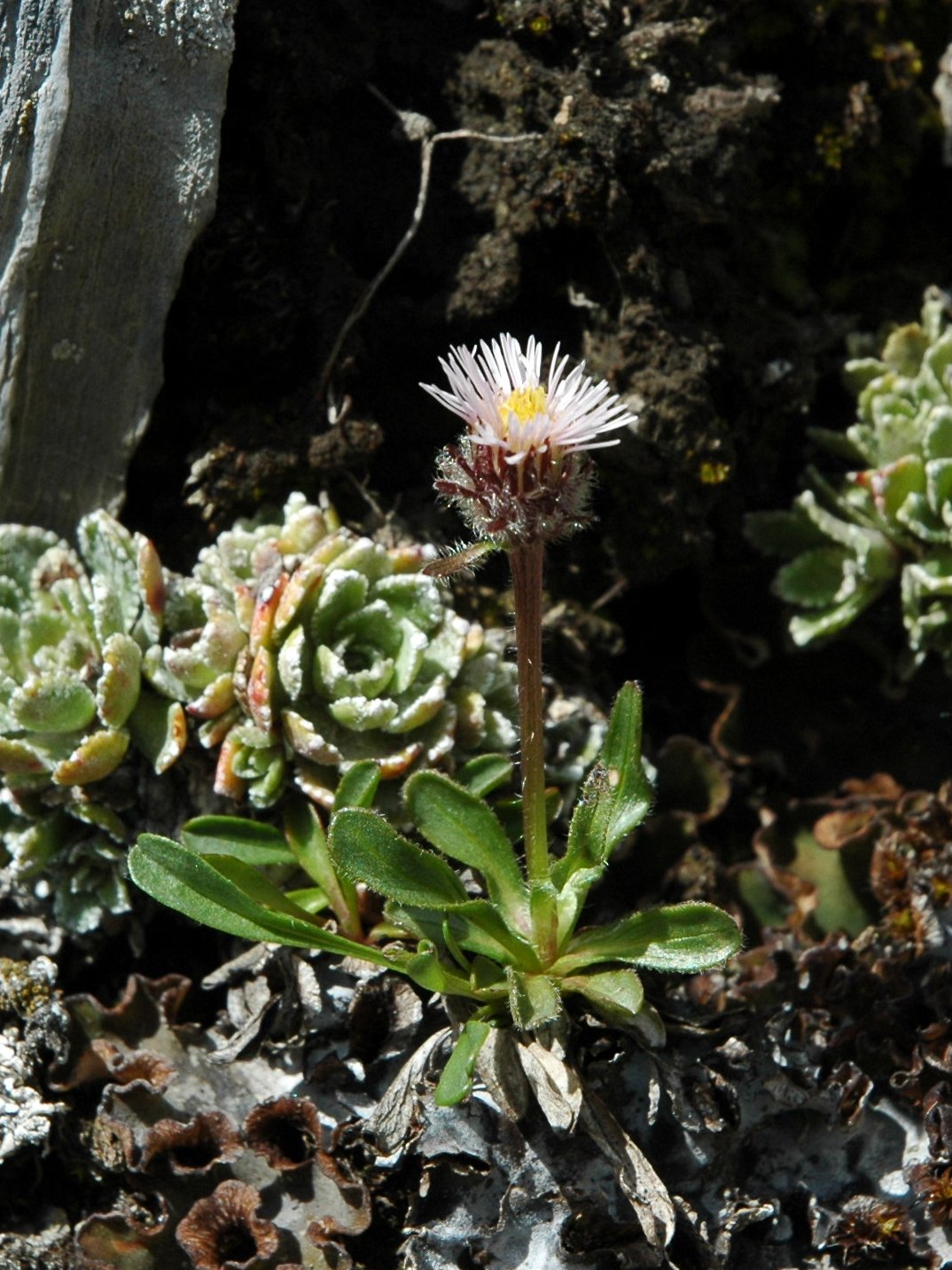 Erigeron neglectus